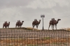 Türkistan'a Özel Statü